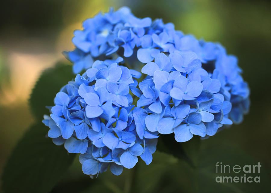Blue Hydrangea Photograph by Carol Groenen