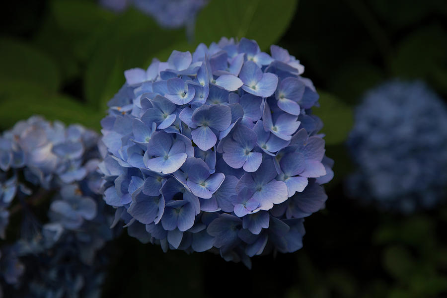 Blue Hydrangea Photograph By Catherine Dedecker - Fine Art America