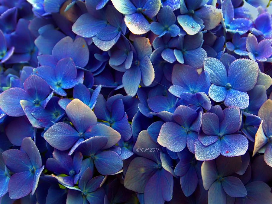 Blue Hydrangea Photograph by Catherine Melvin