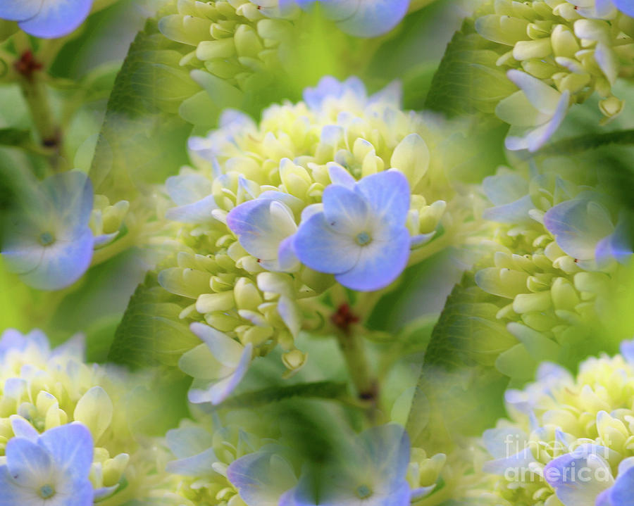 Blue Hydrangea Dreams Photograph by Smilin Eyes Treasures