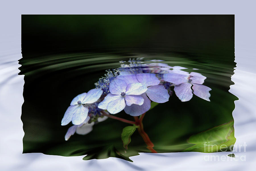 Blue Hydrangea Photograph by Elaine Hunter