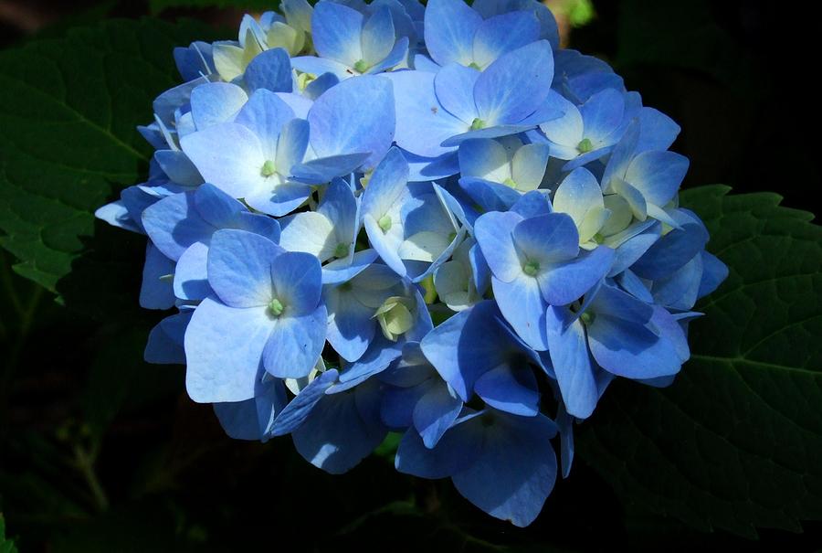 Blue Hydrangea II Photograph by Michiale Schneider
