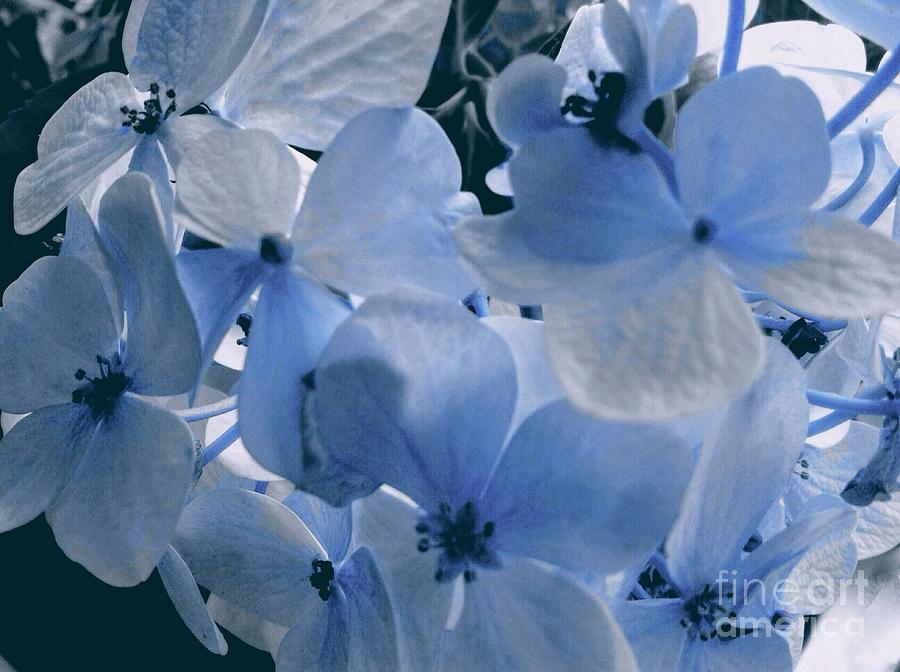 Blue Hydrangea Photograph by Joan-Violet Stretch