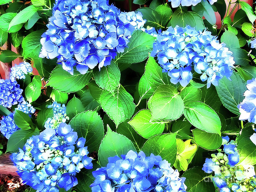 Blue Hydrangea Photograph by Judy Palkimas