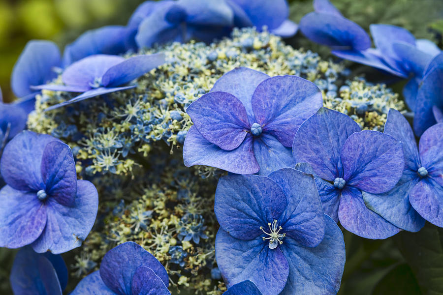 Flower Photograph - Blue Hydrangea by Lindley Johnson