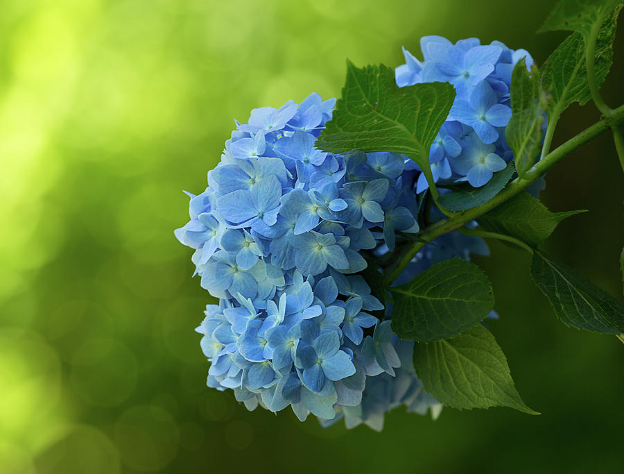 Blue Hydrangea Photograph by Lisa Martin Lee - Fine Art America