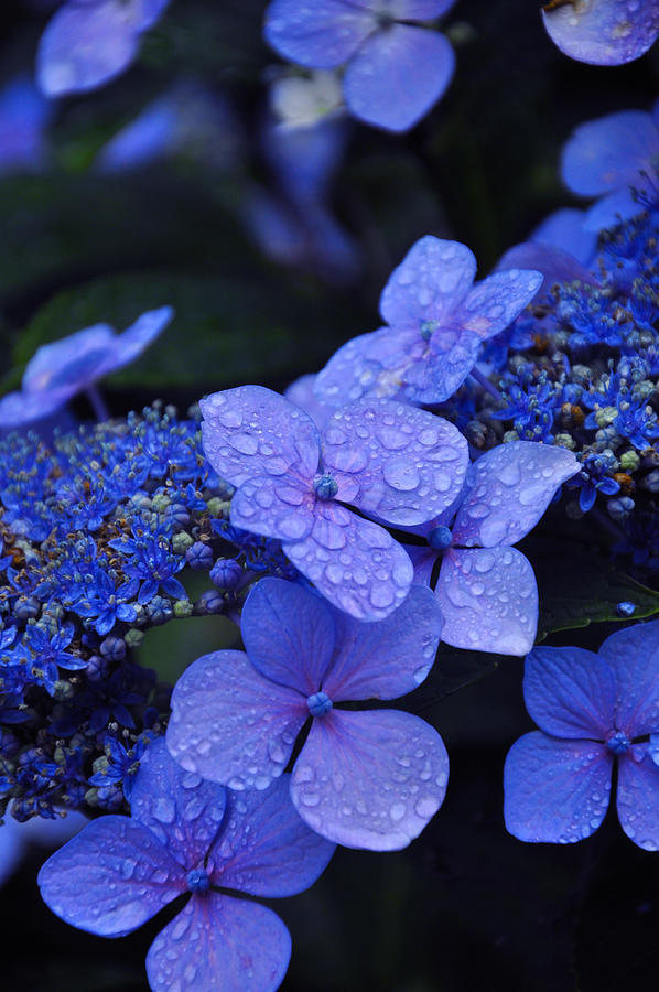 Flowers Photograph - Blue Hydrangea by Noah Cole