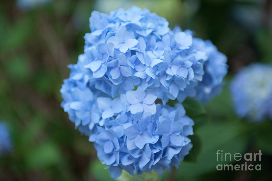 Hydrangea Photograph - Blue Hydrangea Petals by Dale Powell