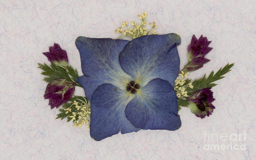 Blue Hydrangea Pressed Floral Design by Em Witherspoon Blue Hydrangea Pressed Floral Design by Em Witherspoon