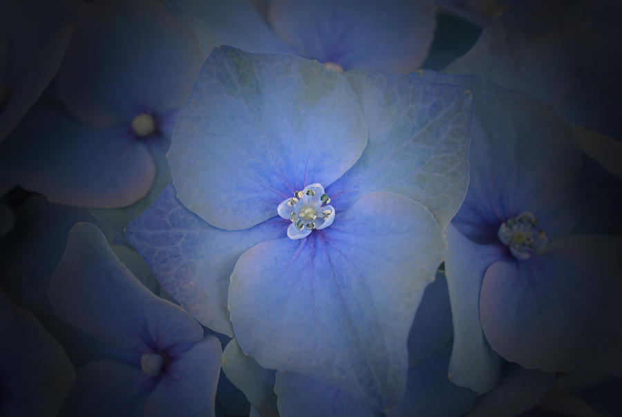 Blue Hydrangea Photograph by Richard Andrews