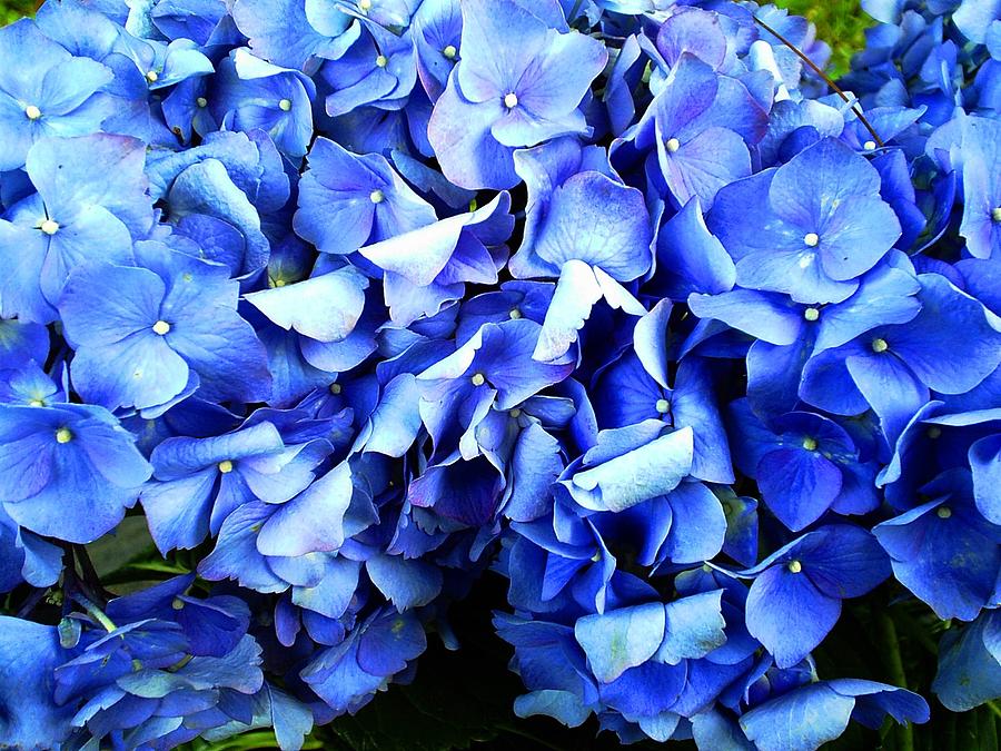 Blue Hydrangea Photograph by Scarlett Royale
