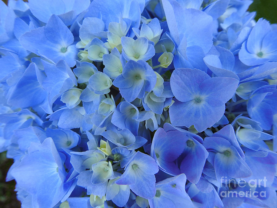 Blue Hydrangea Photograph by Scott Cameron