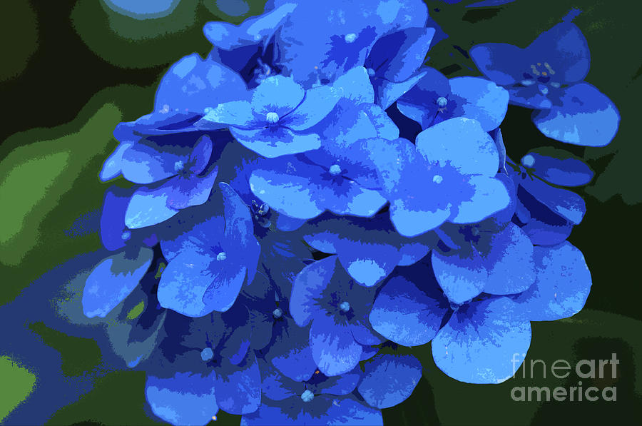 Blue Hydrangea stylized Photograph by Sharon Talson