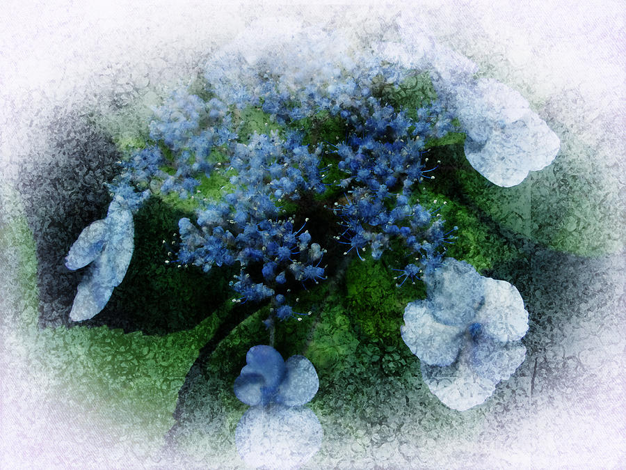 Blue Hydrangea - Watercolor Effect Photograph