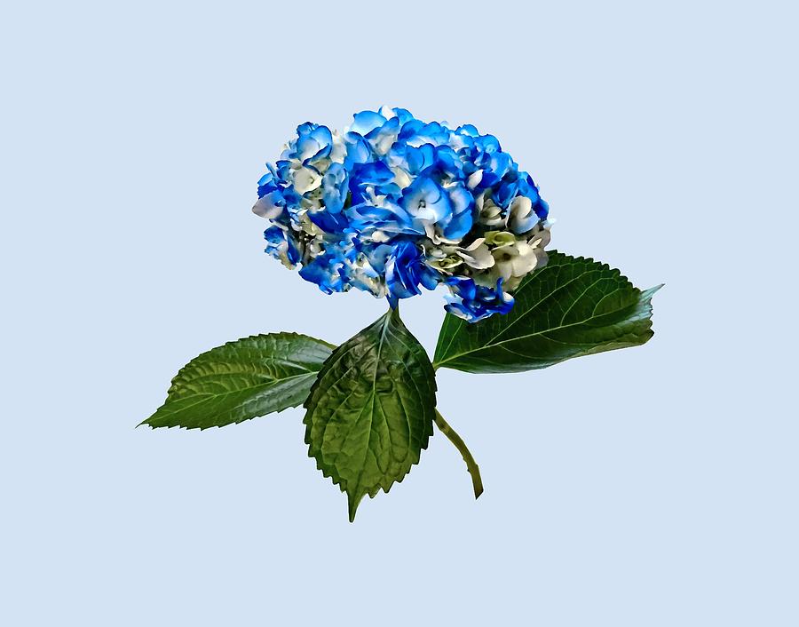 Spring Photograph - Blue Hydrangea With Leaves by Susan Savad
