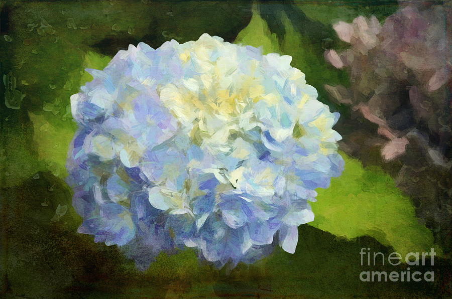 Blue Hydrangeas - Bring on Spring Series Photograph by Andrea Anderegg