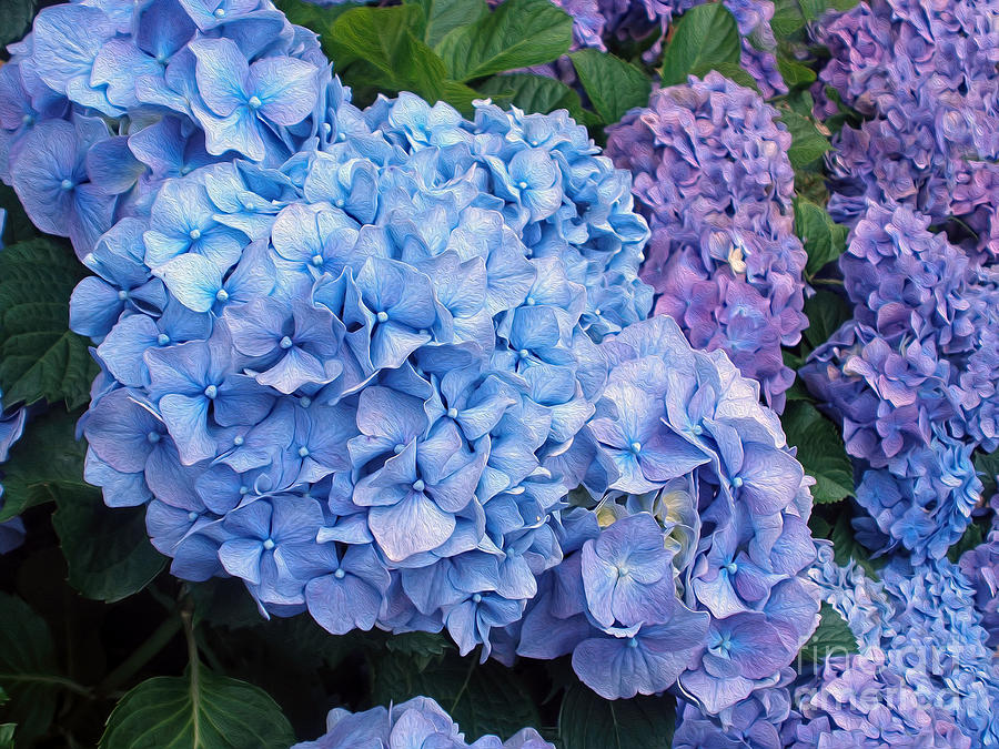 Flower Photograph - Blue Hydrangeas by Kaye Menner by Kaye Menner