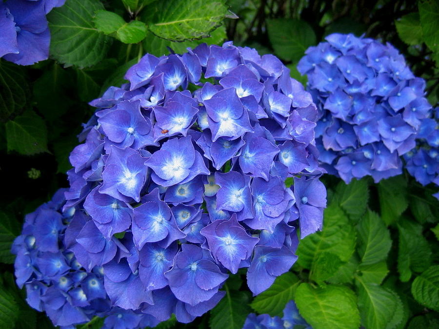 Blue Hydrangeas Photograph by Larry Bacon