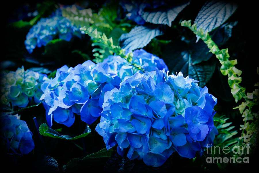 Blue Hydrangeas Photograph by Lynn Sprowl