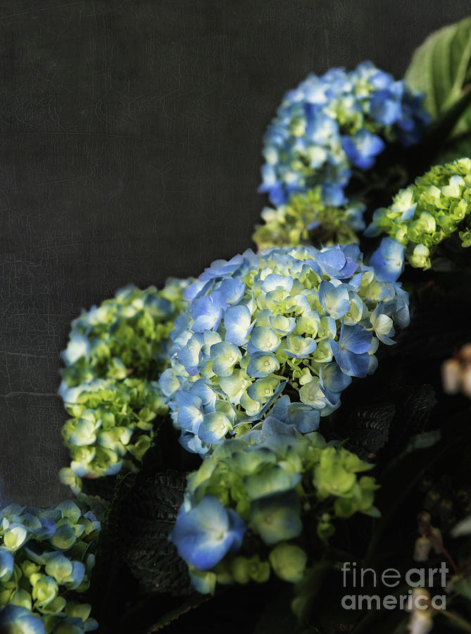 Blue Hydrangeas Photograph by Nicki McManus