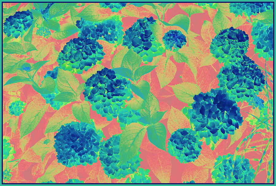 Flower Photograph - Blue Hydrangeas Pop Art by Dora Sofia Caputo
