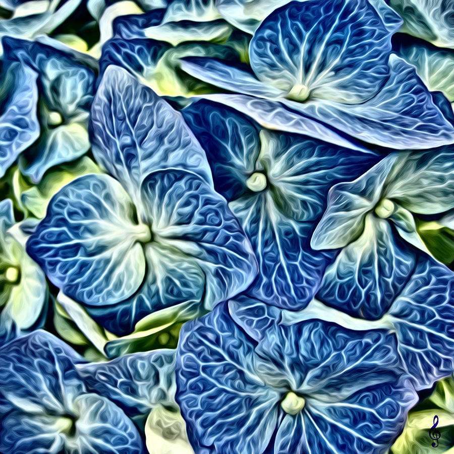 Blue Hydrangeas by Treble Stigen Blue Hydrangeas by Treble Stigen