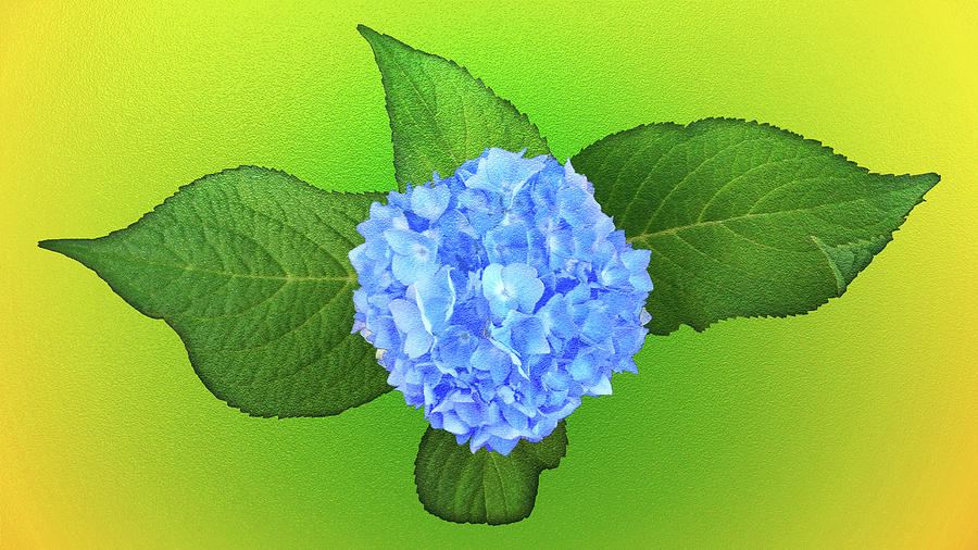 Blue Hydrangea Photograph