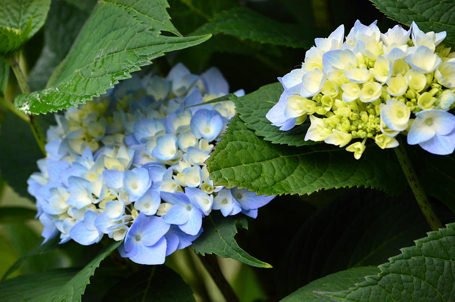 Blue Hydrengea Photograph by Amy Taylor - Fine Art America