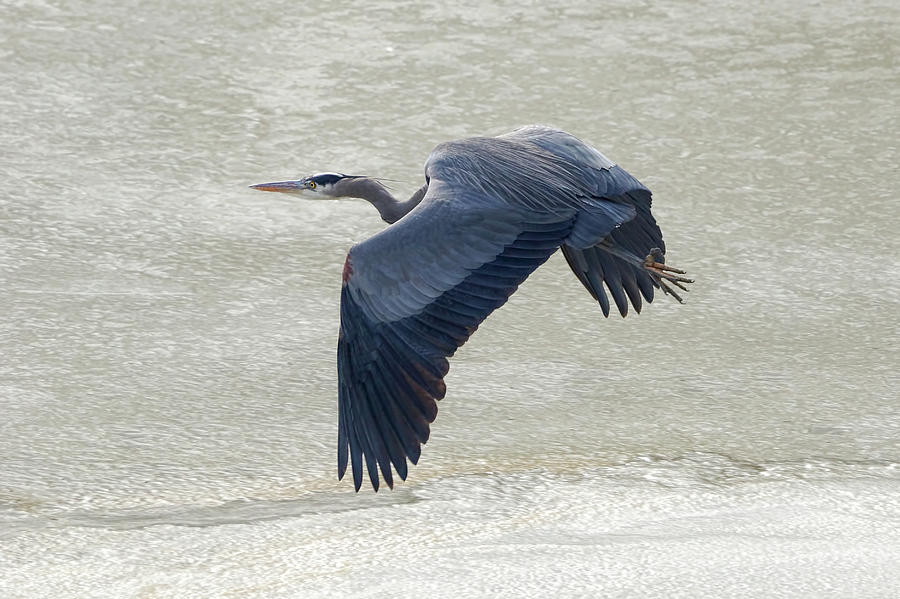 Heron Photograph - Blue Heron Flight by Mark Hryciw