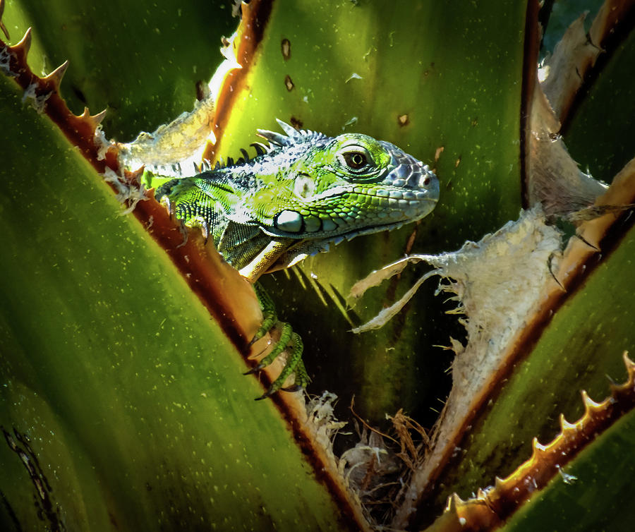 Blue Iguana Photograph by Karen Wiles