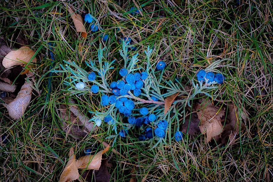 Blue in Fall Photograph by Desmond Raymond