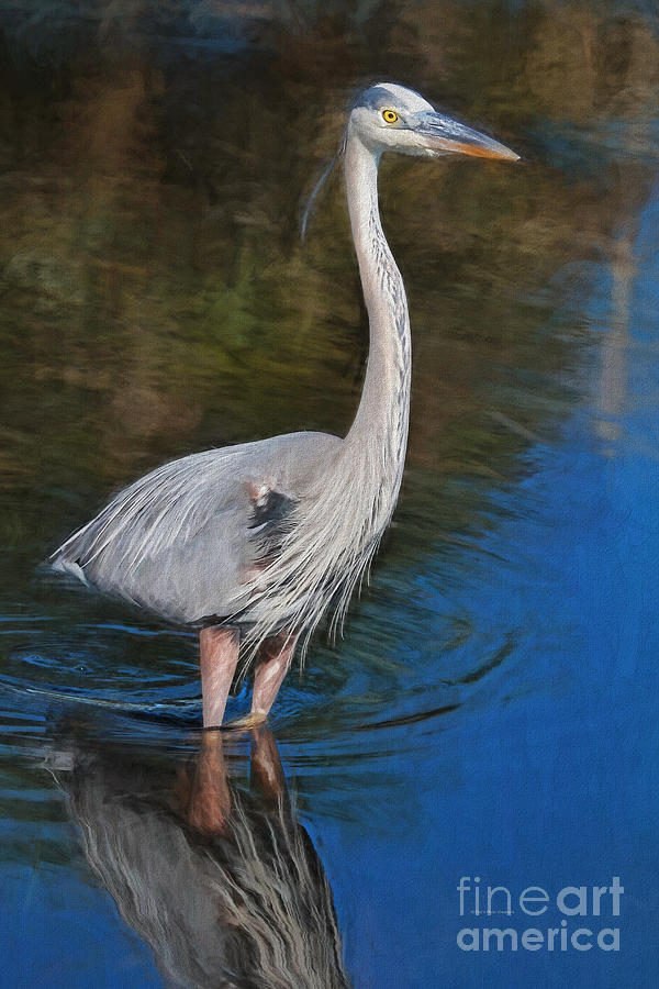 Heron Painting - Blue In May by Deborah Benoit