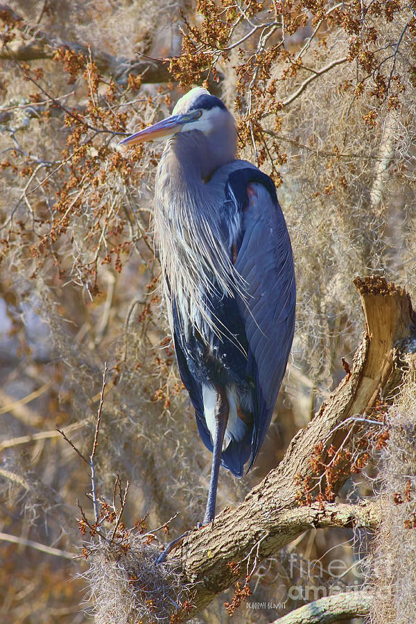 Heron Photograph - Blue In The Moss by Deborah Benoit
