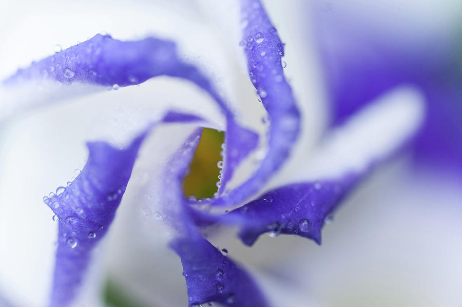 Blue Inspiration. Lisianthus Flower Macro Photograph by Jenny Rainbow