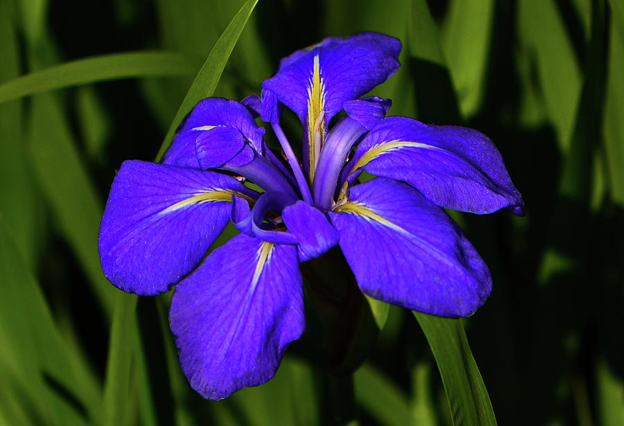 Blue Iris 002 Photograph by George Bostian