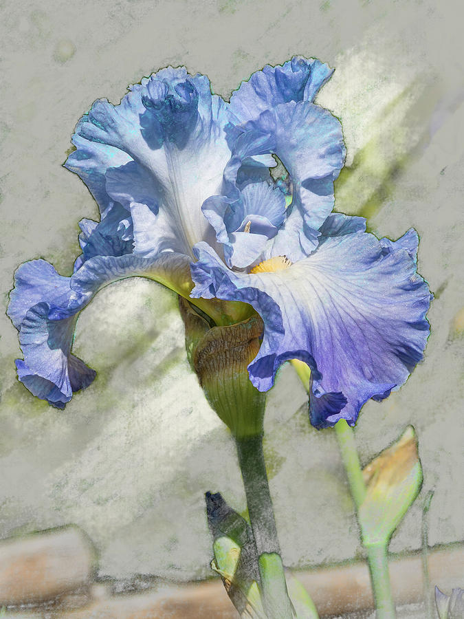 Blue Iris 2 Digital Art by Mark Mille