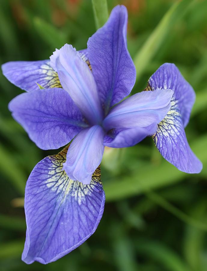 Blue Iris 5 Photograph by Bruce Bley