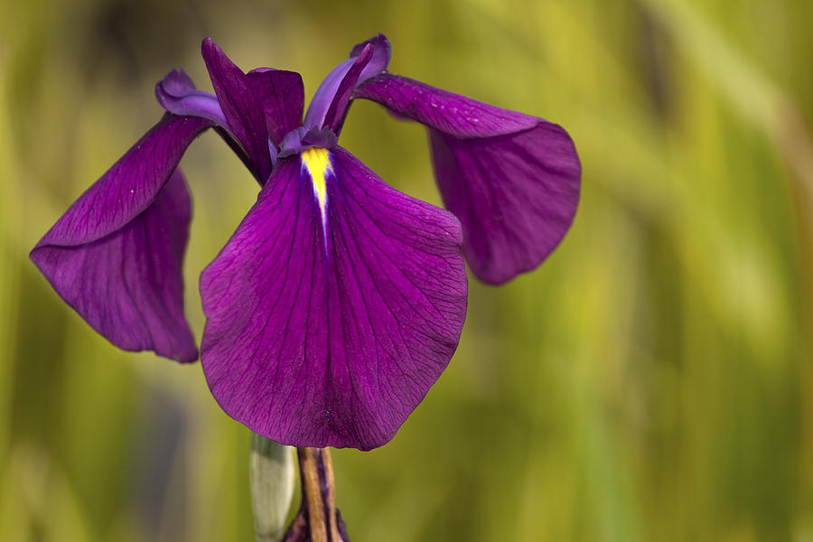 Iris Photograph - Blue Iris by Alexander Rozinov
