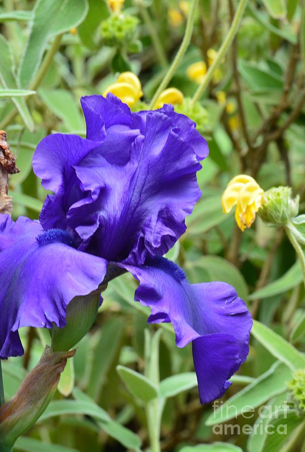 Blue Iris and Jerusalem Sage Photograph by Maria Urso