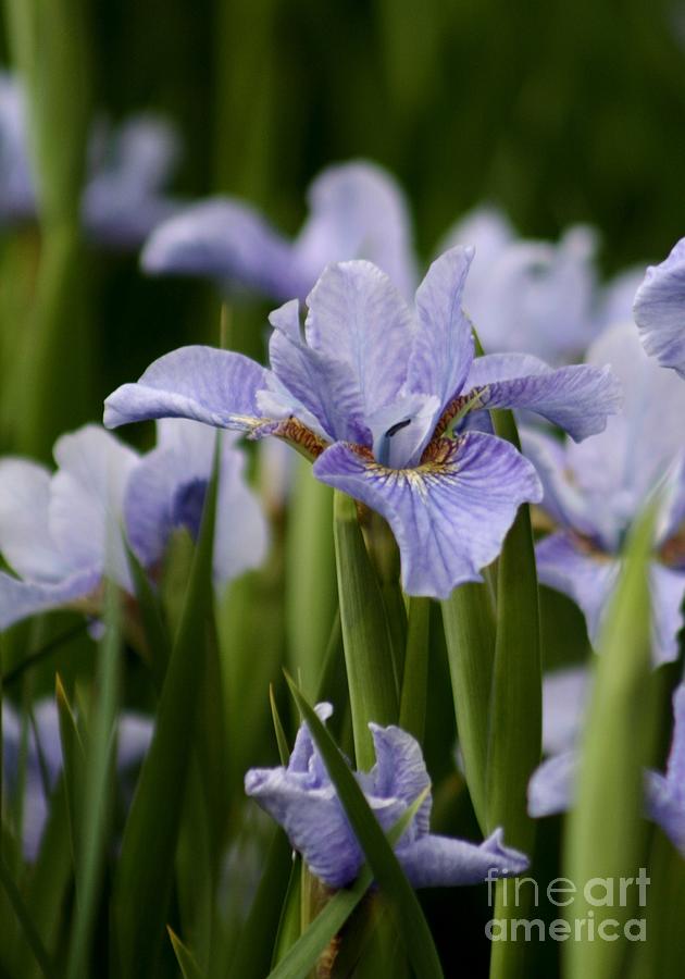 Iris Photograph - Blue Iris by B Rossitto
