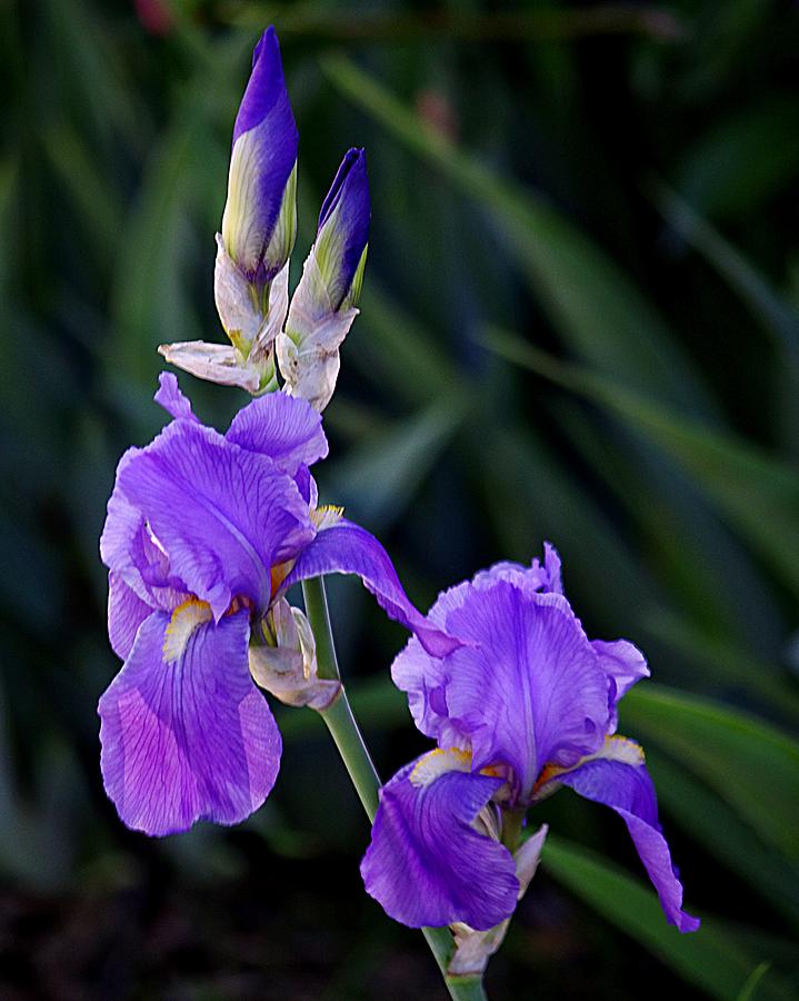 Blue Iris Beauty Photograph by Karen McKenzie McAdoo