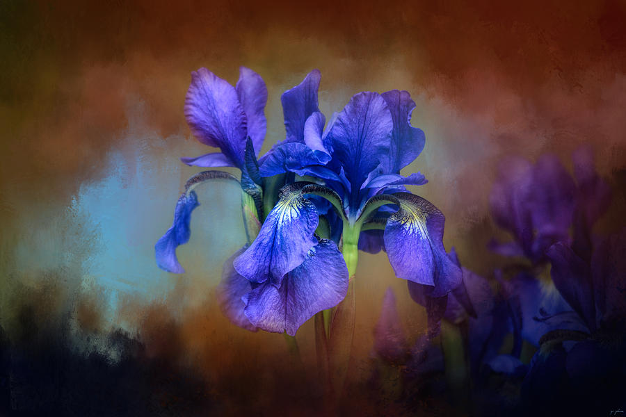Blue Iris Blooms Photograph by Jai Johnson