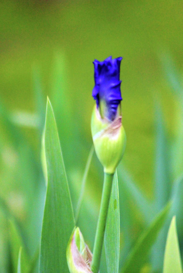 Blue Iris Bud Photograph by Cynthia Guinn