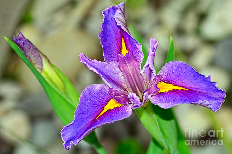 Iris Photograph - Blue Iris by Kaye Menner by Kaye Menner