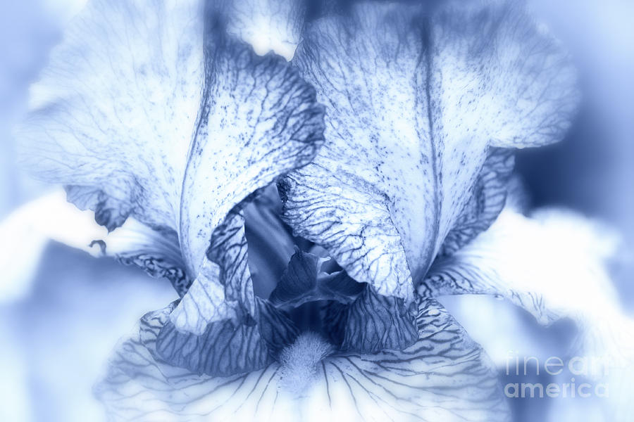 Blue Iris Photograph by Charline Xia