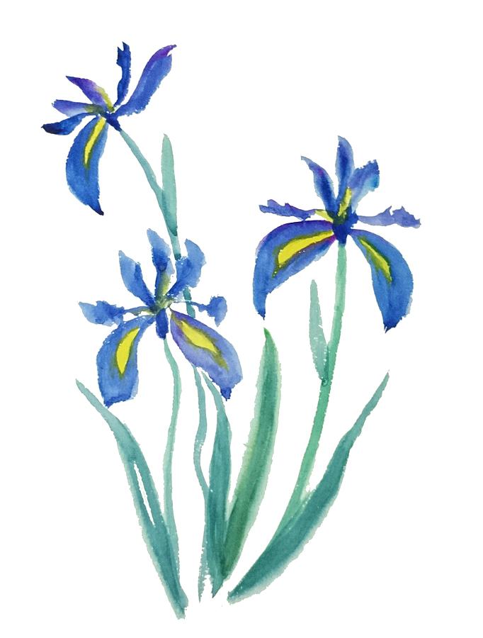 Watercolor Painting - Blue Iris by Color Color
