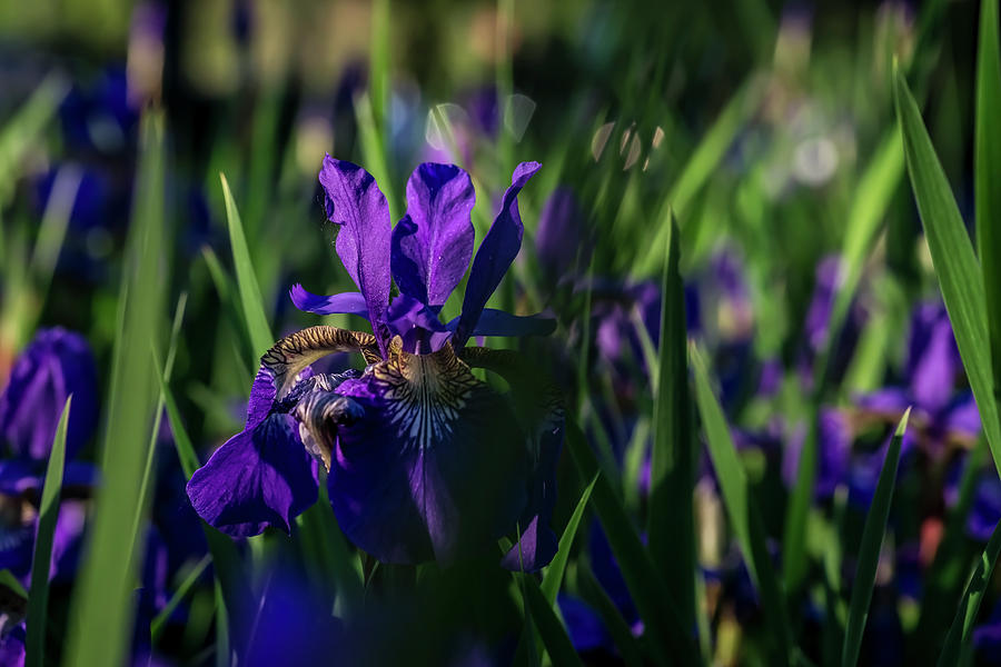 Blue iris field  Photograph by Sven Brogren