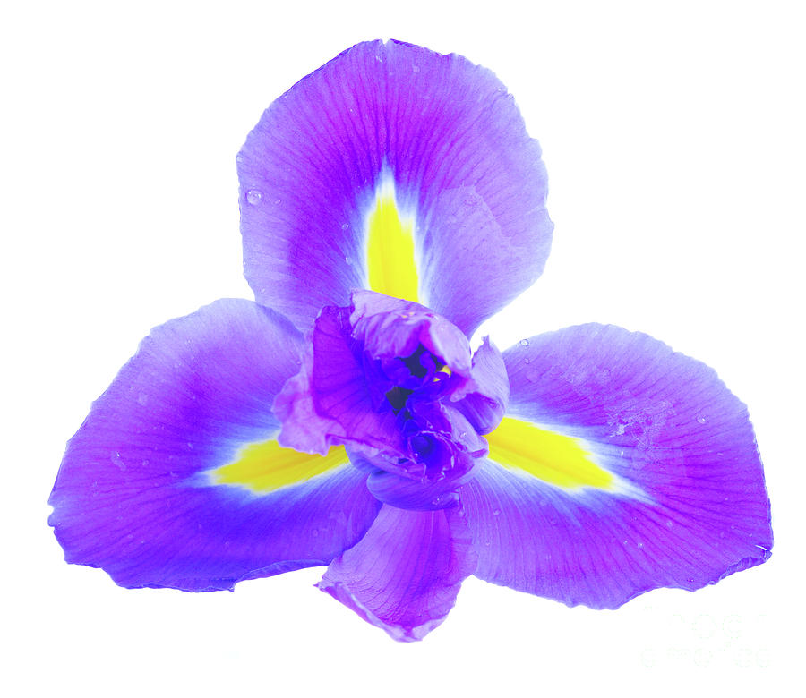 Blue Iris Flower Photograph by Anastasy Yarmolovich