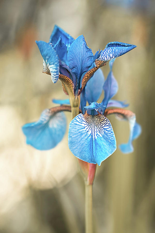 Blue iris flower, Iris sibirica. by Karina Knyspel