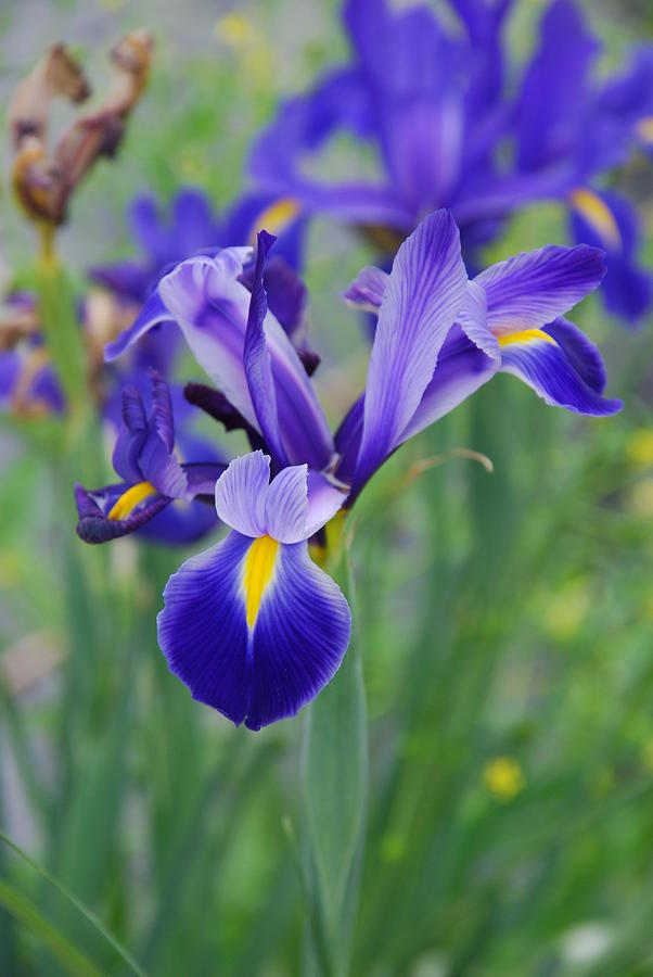 Blue Iris Flower by Susanne Van Hulst